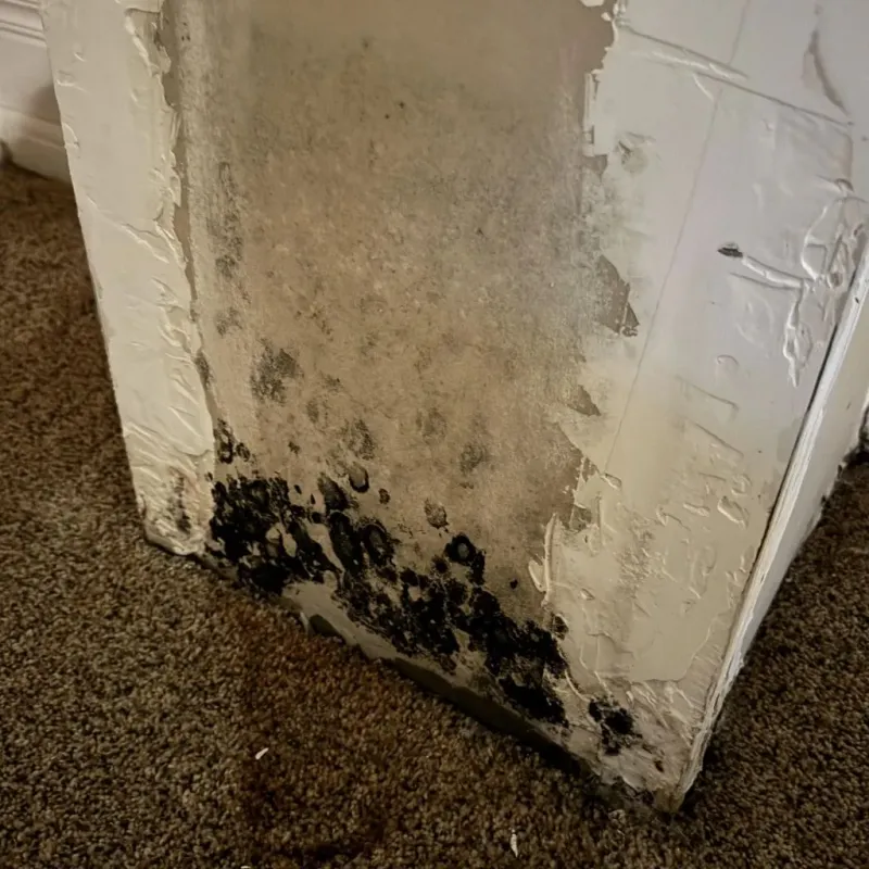 Professional Mold Removal in Stevensville, MT